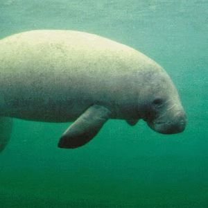 Meet your Posher, Sawyer